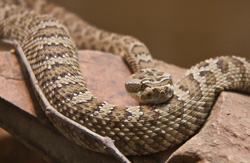 CBD, Cassie Holmgren