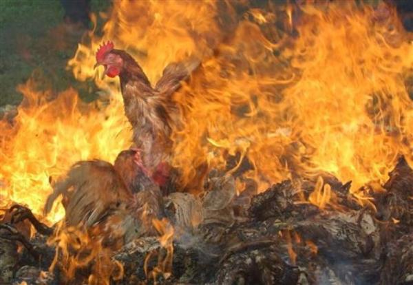 Veganism Is The Future & Green Unity For Nature And Animal Liberation