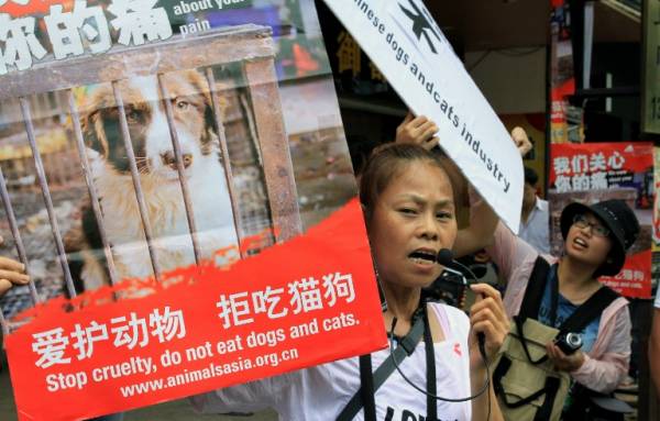 Animal rights activists protest against eating dog meat outside a dog meat restaurant in Yulin, southwest China's Guangxi province on June 21, 2013. Picture: CHINA OUT AFP PHOTO 