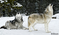 Defenders of Wildlife