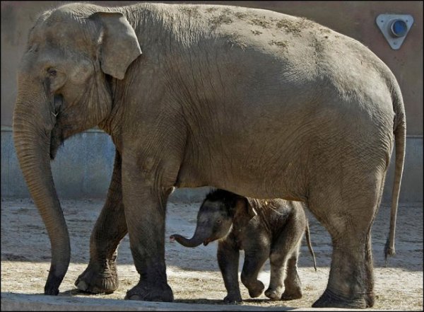 090613_animals_large_21