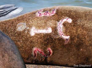 This blood stained brand still looks painful even 4 days later Photo: Sea Shepherd