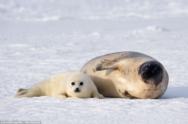 article-0-127D00C8000005DC-86_964x636