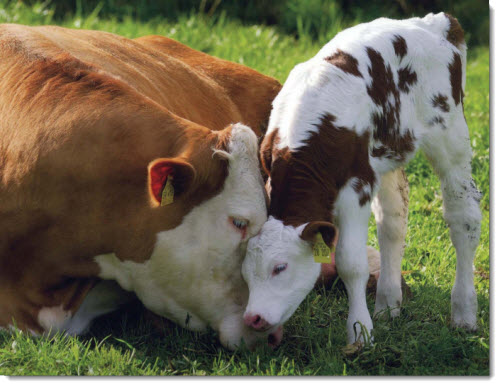 mother-baby-cow
