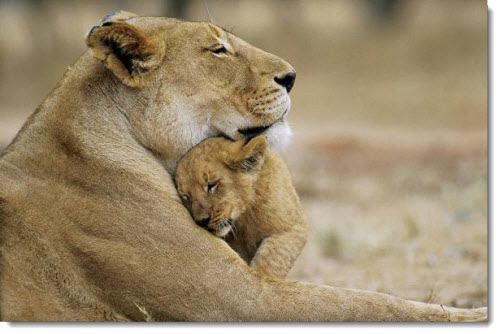 mother-baby-lion