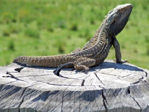 lizard_on_post