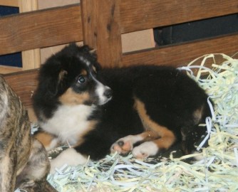 Wikimedia Commons: stock photo, not victim