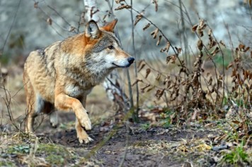 Care2: The wolves could soon enjoy a natural habitat and live in packs.