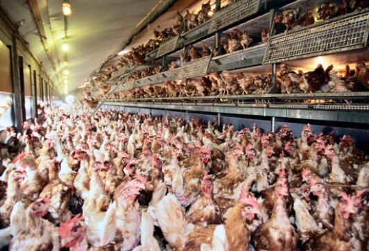 Free-range hens - Wikimedia Commons