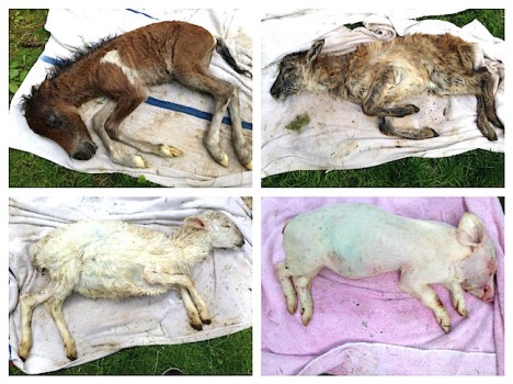 “Found in the dumpster at the live auction. Yes, in the dumpster. Mangled between other bodies and trash, covered in blood and feces. We took them out of there. The ones that we could. We washed their bodies and gave them a few moments of love which they never received in life. It’s unfathomable to think that we could ever just throw animals into the trash, as if that’s what they are, trash.” – Mikey D., facebook post, 5/11/2016