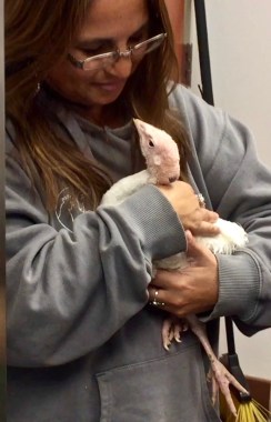 Source Indraloka Animal Sanctuary: Harika experiencing the first gentle touch of her life