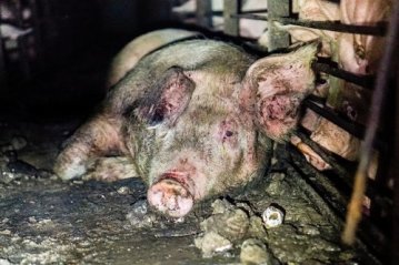   A mother pig at a Smithfield pig farm languishes in her own waste.  