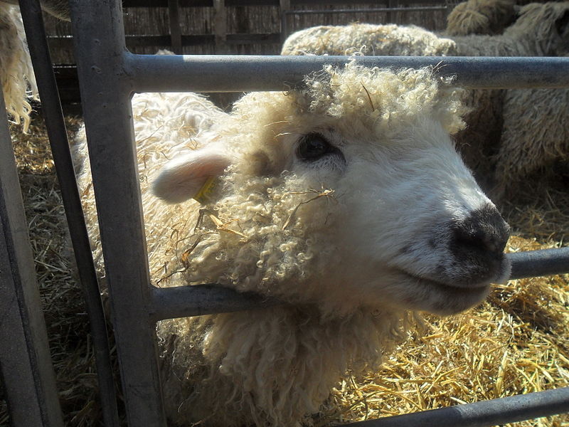 Rare_breed_sheep_(9580287815)