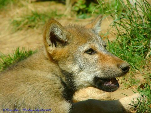 1280px-Flickr_-_law_keven_-_It's_hot_out_there....