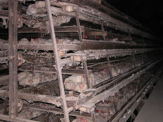 Animal_Abuse_Battery_Cage_02