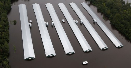 3.4_million_chickens_and_turkeys_killed