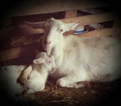 Andrea-Davis-goats-slaughter-free-dairy-1