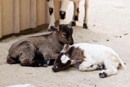 1920px-Baby_geese_(5825700595)