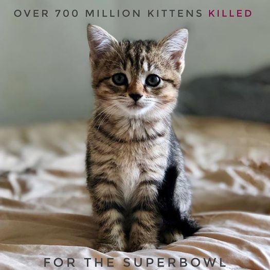 51069326_1942478822517749_6171197333867939440_n_002