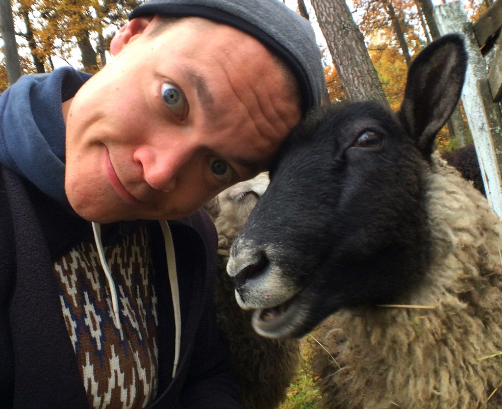 sheep-in-lappeenranta-2014fall-1024x834