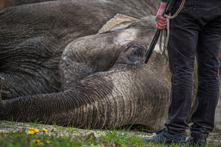 An elephant performing tricks at a circus. Germany, 2016.